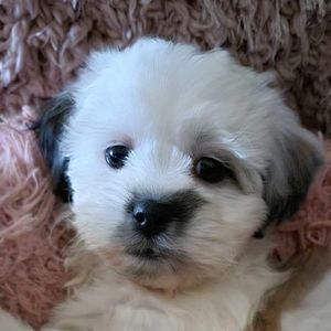 Meet your Posher, Marlene